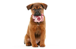 Raw Diet for your Pets