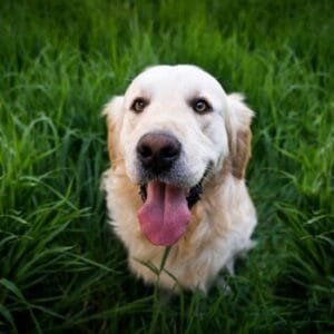 Dog in the grass