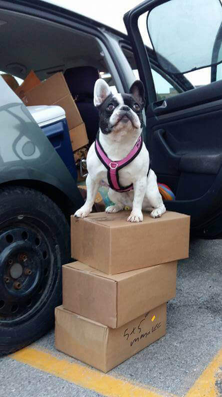 Small dog sitting on stacked boxes of Raw Pet Food