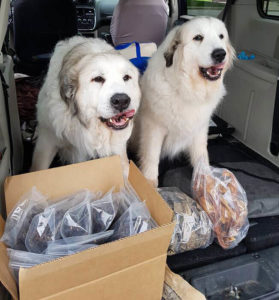 Dogs happy to be eating raw pet food