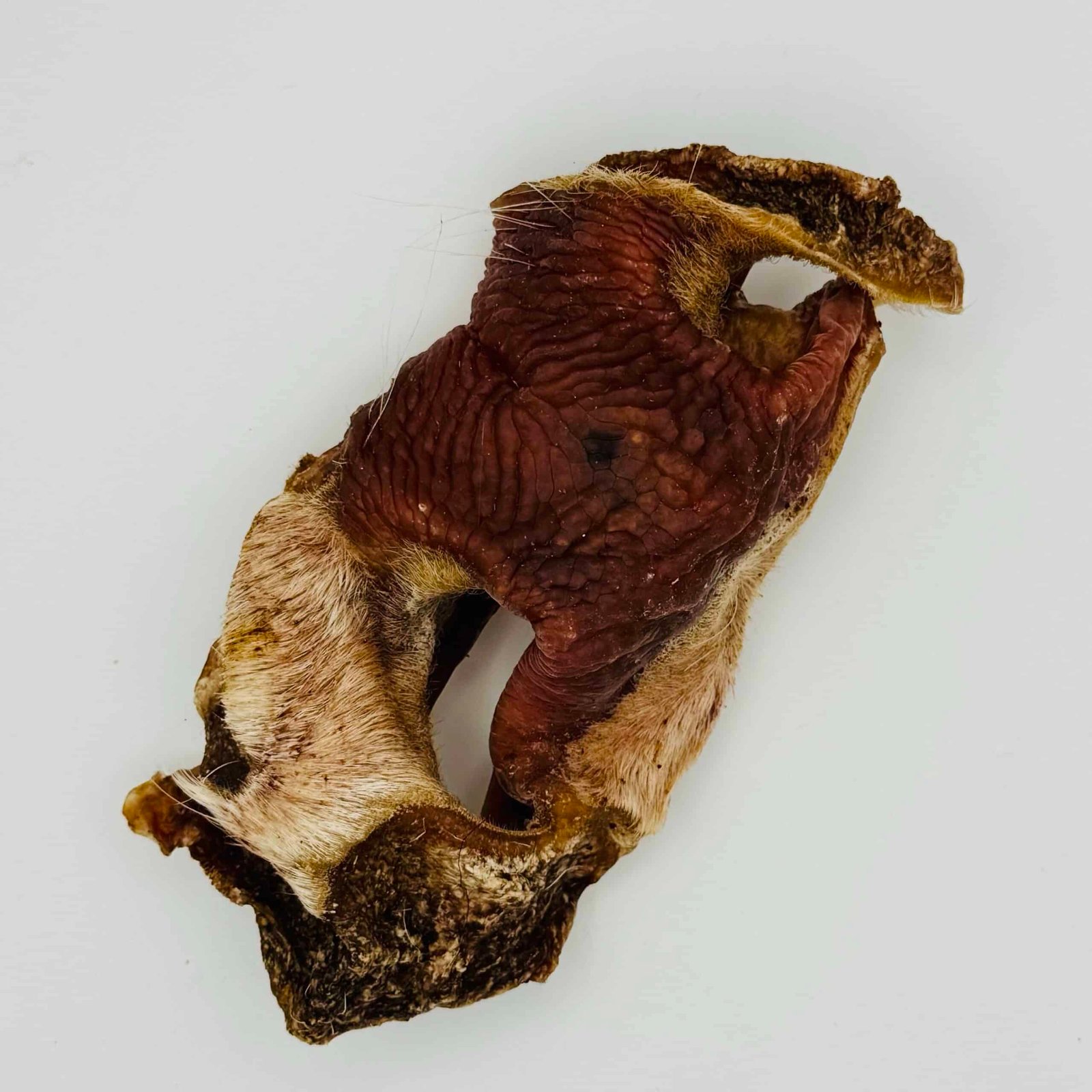 Dehydrated Beef Snout Chews 1 Dehydrated beef snout chews