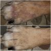 Yeasty Beast Protocol For Dogs - 3 Product Kit - Image 3