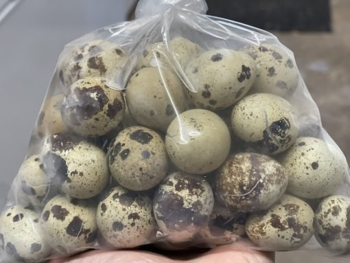 54 frozen bulk quail eggs - image 5