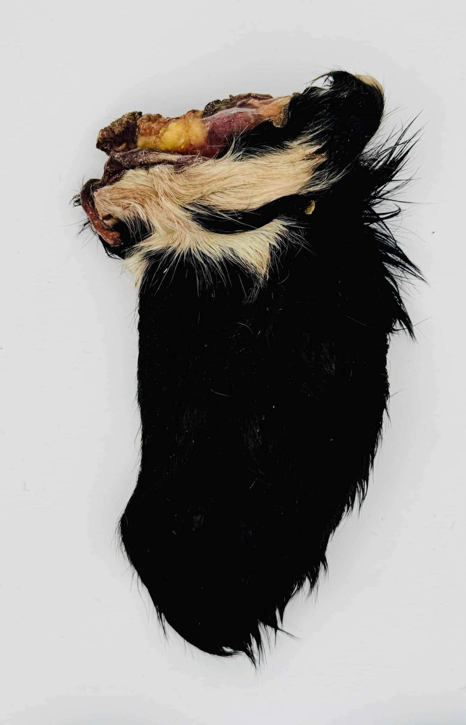 Dehydrated Furry Beef Ears 1 Dehydrated furry beef ears