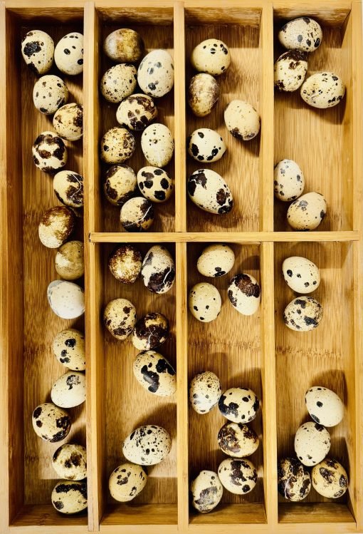 54 frozen bulk quail eggs - image 4