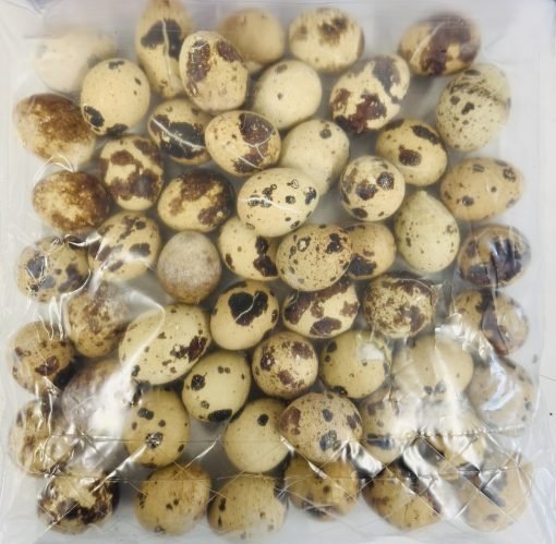 54 frozen bulk quail eggs