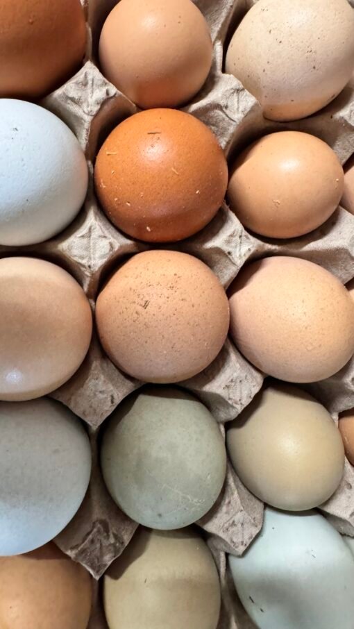 Frozen Chicken Eggs 6 Pack - Image 2