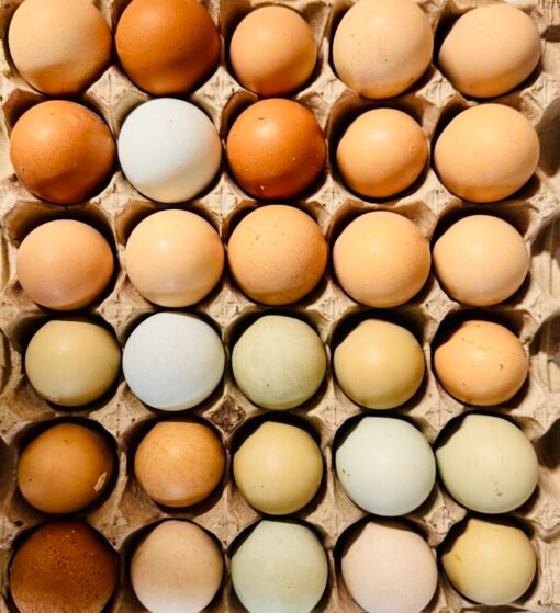Frozen Chicken Eggs 6 Pack
