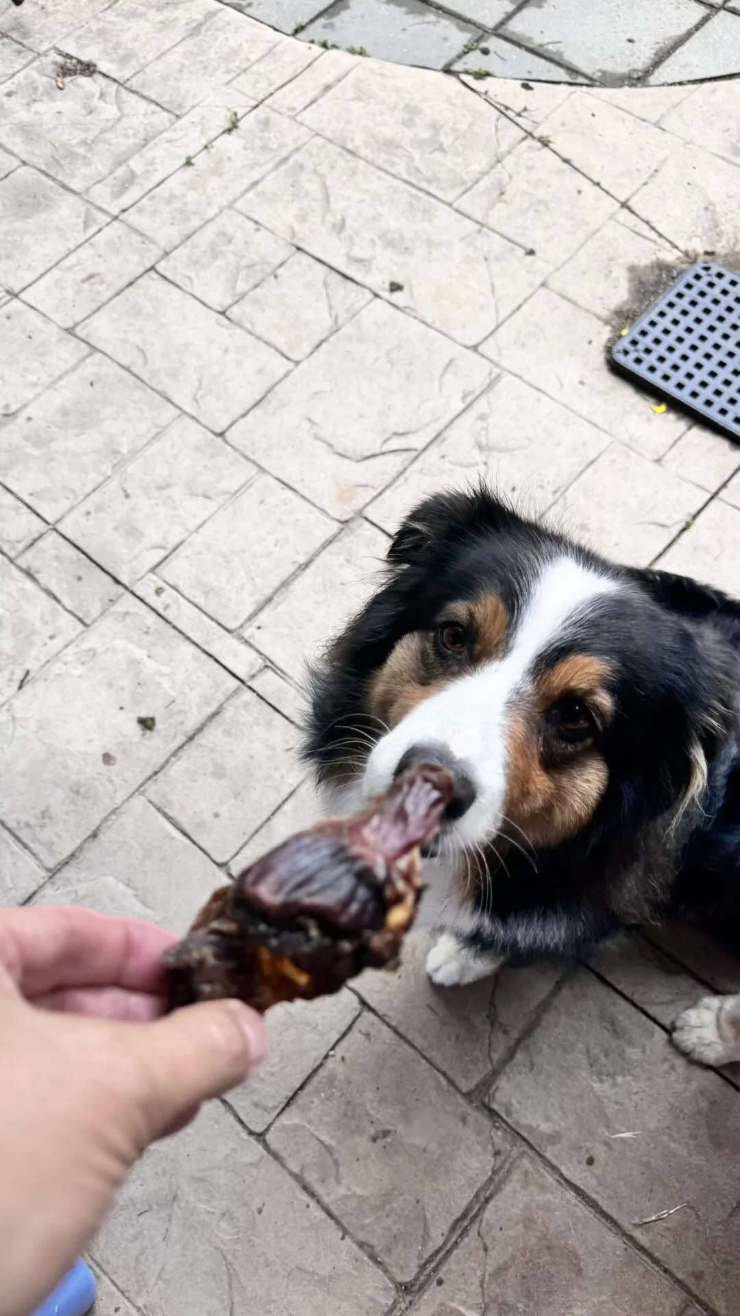 Dehydrated Turkey Gizzards - Image 3