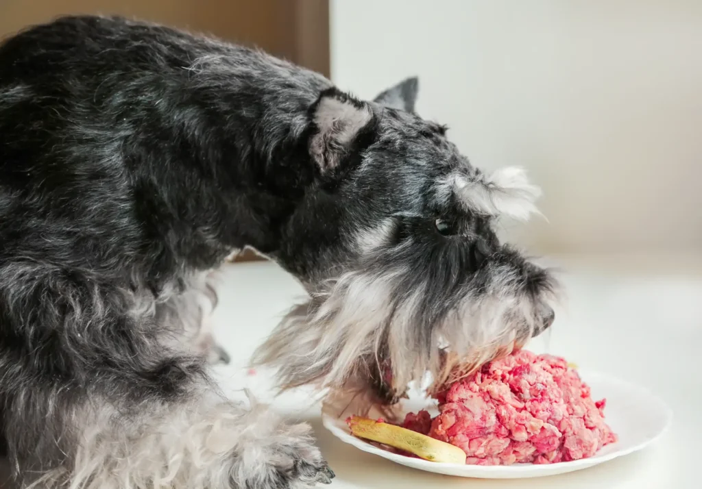 Dog eating raw pet food