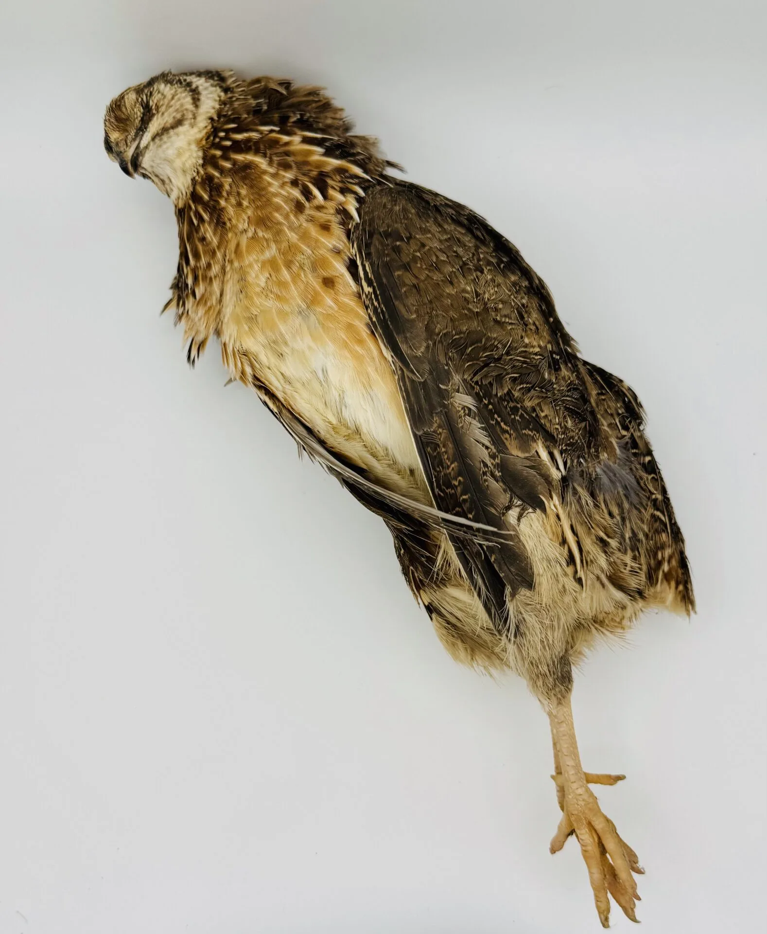 Whole Prey Raw Feathered Quail 1 Whole prey raw feathered quail