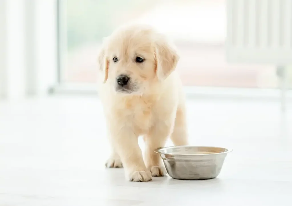 Raw feeding for puppies. Puppy with and empty silver bowl.