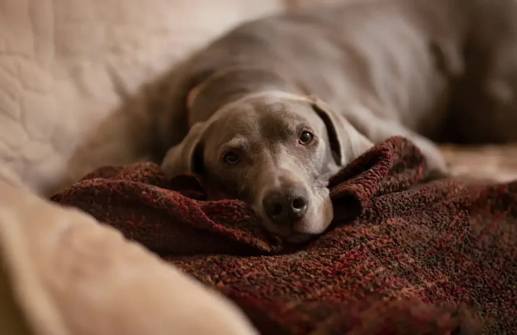 dogs with sensitive stomachs - brown dog lay on sofa looking