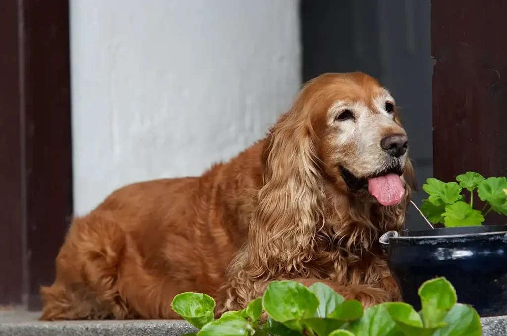 Senior dogs, sensitive stomack