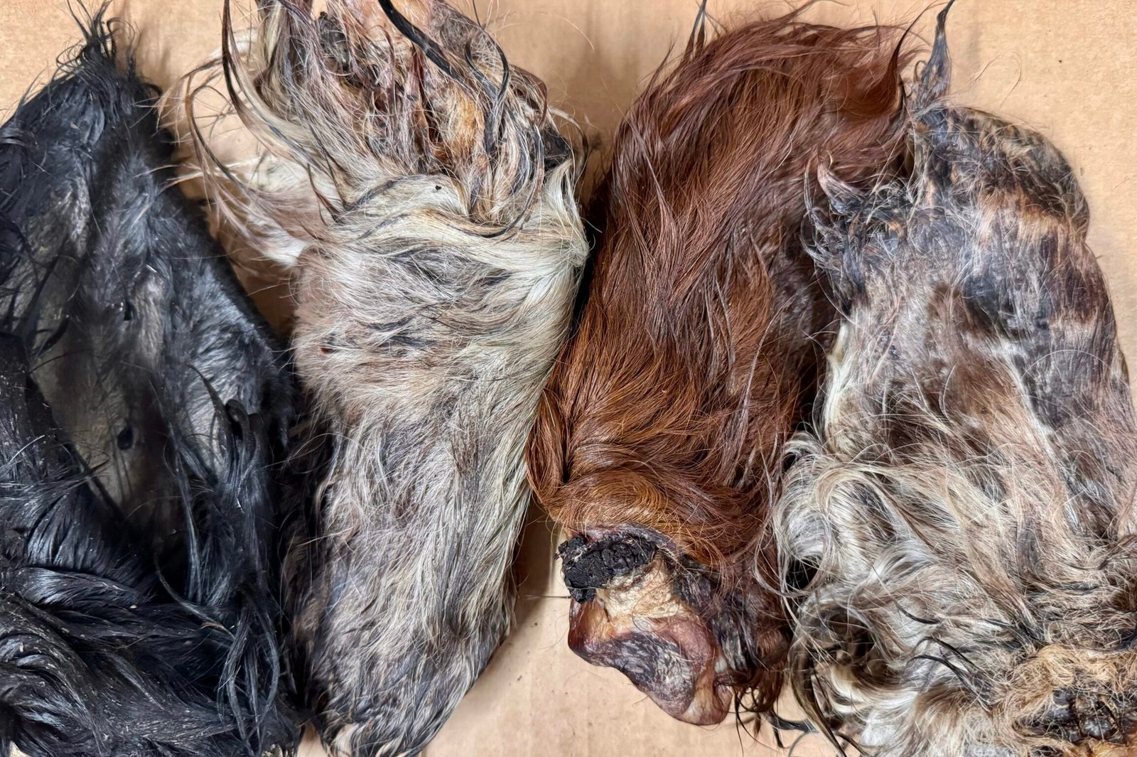 Dehydrated Furry Beef Ears 1 Dehydrated furry beef ears