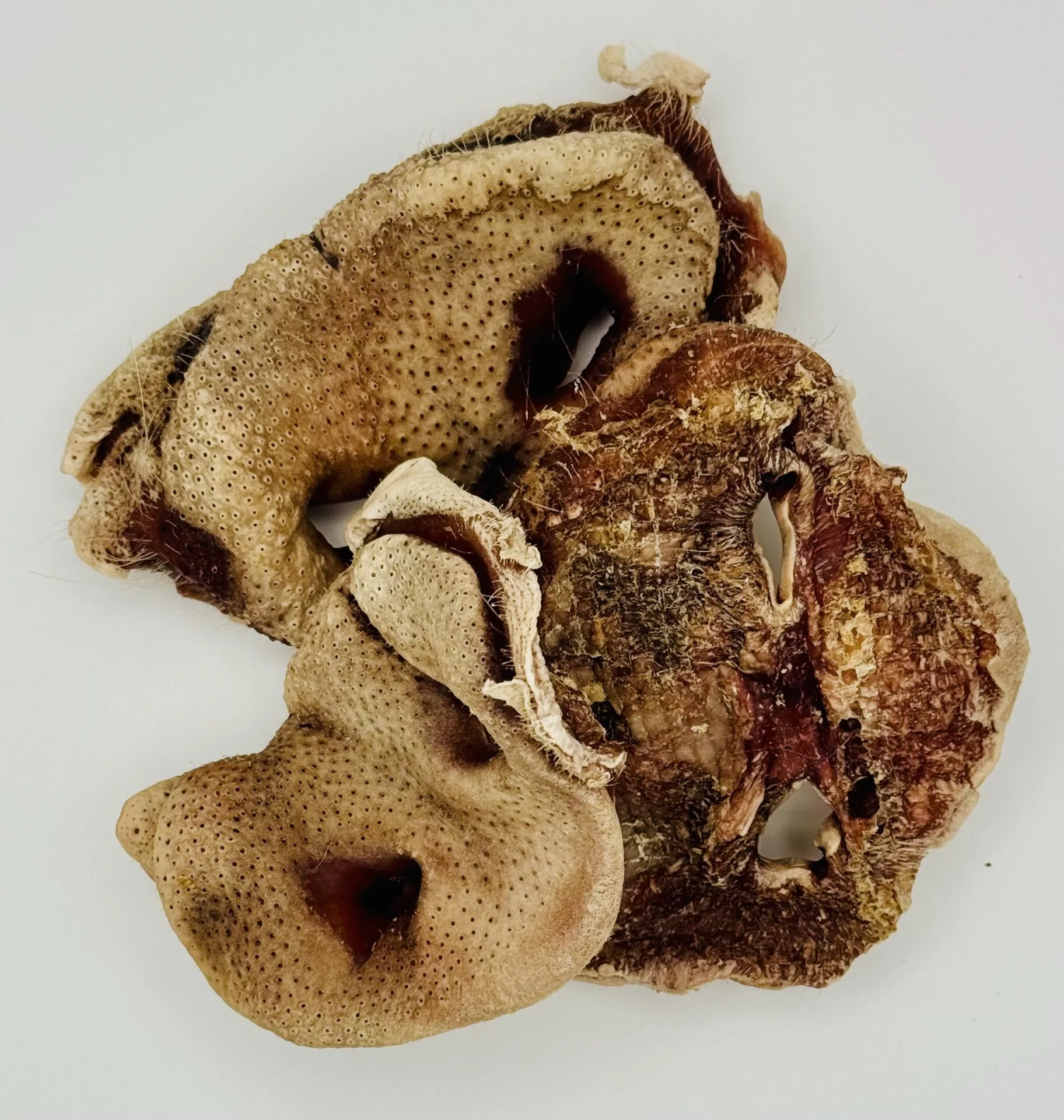 Dehydrated Pork Snouts 1 Dehydrated pork snouts