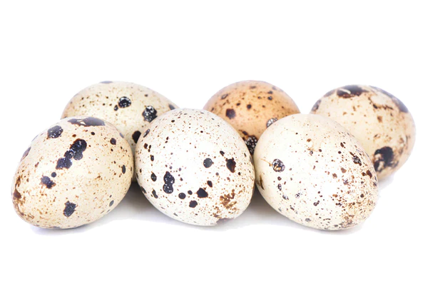 Quail Eggs - 18 Pack - Iron Will 4 Quail eggs - 18 pack - iron will - image 4