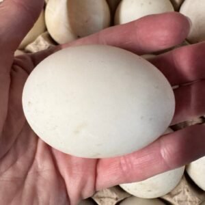 Frozen Duck Eggs 3 Pack