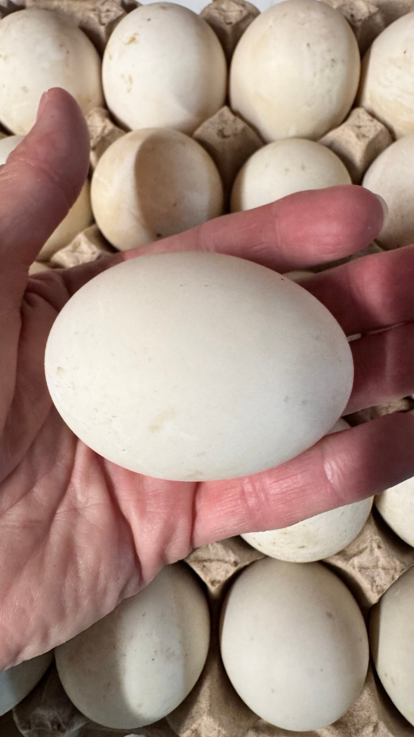 Frozen Duck Eggs 3 Pack 1 Frozen duck eggs 3 pack