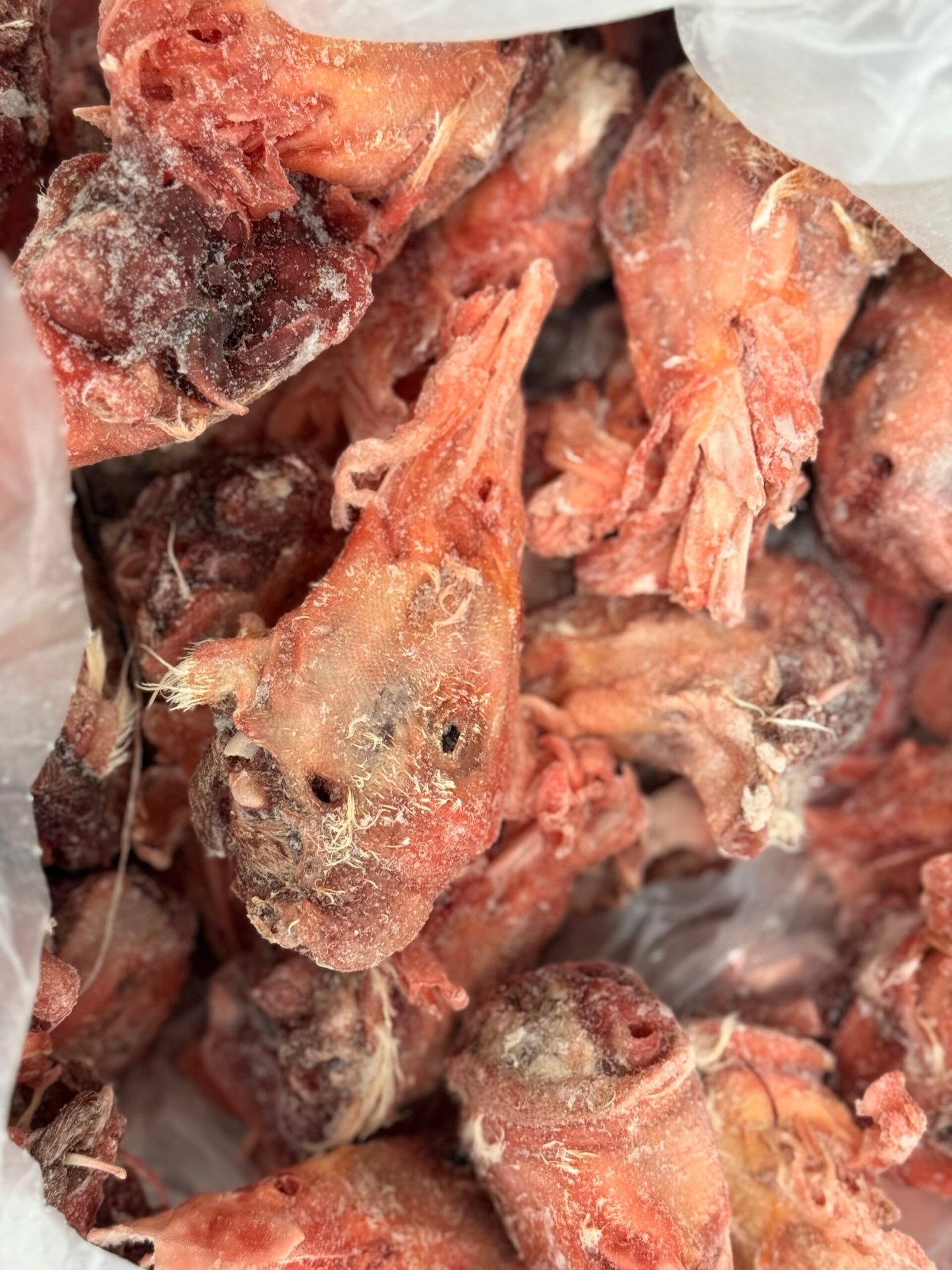 Raw Duck Head 1 Raw duck head